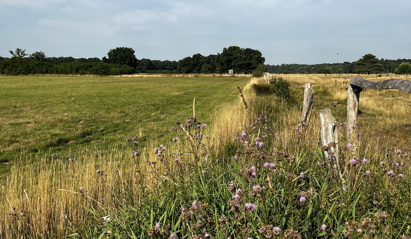 hornbostel_hutweide_cbysa_eb_20220804_5, © Lüneburger Heide GmbH