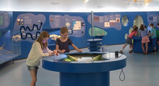 Natureum Niederelbe, © Natureum Niederelbe / Sandelmann