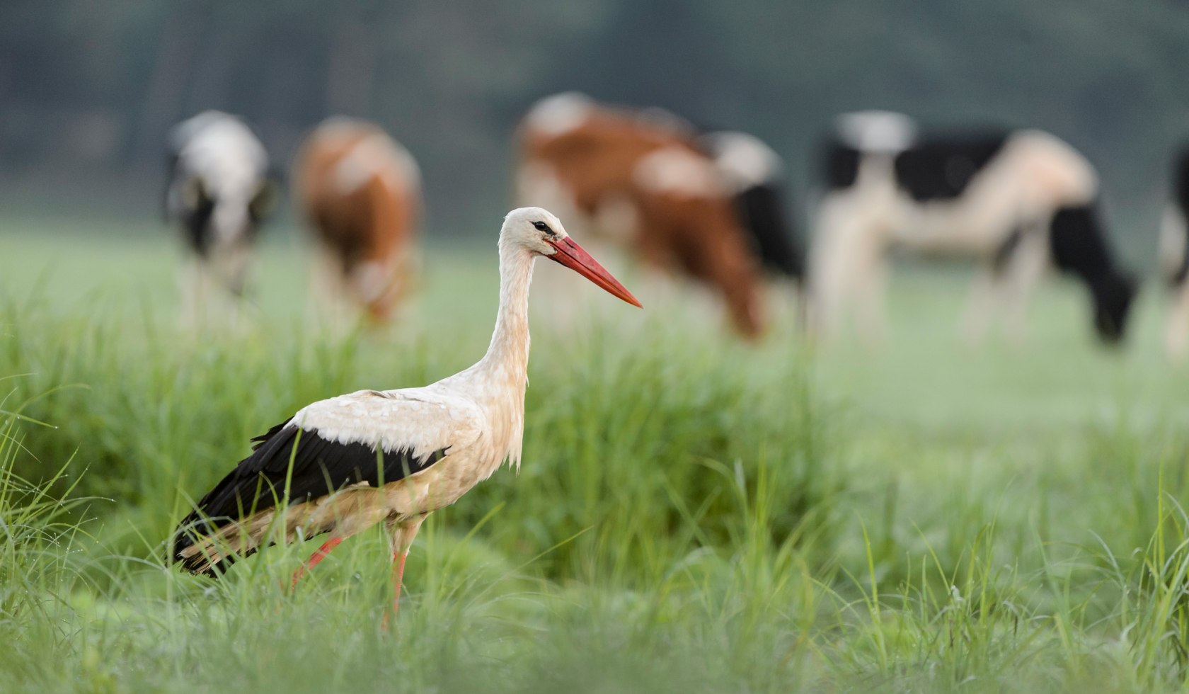 White stork in a meadow, © TourismusMarketing Niedersachsen GmbH / Dieter Damschen