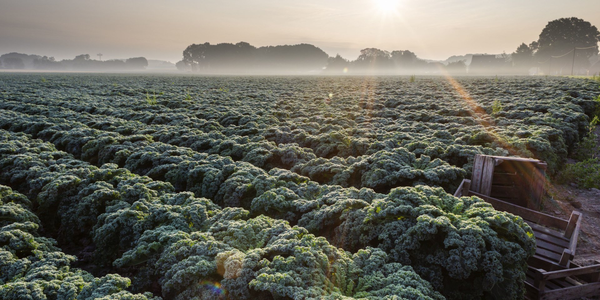 Kale field Oldenburg, © Oldenburg Tourismus und Marketing GmbH / Verena Brandt 