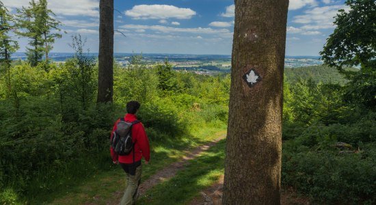 Ahornweg, © Natur- und Geopark TERRA.vita