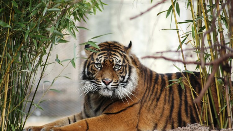 Im Zoo Osnabrück leben vom Aussterben bedrohte Sumatra-Tiger, © Zoo Osnabrück