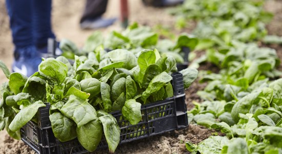 Freshly picked spinach in a wooden box, © Fotolia / xalanx