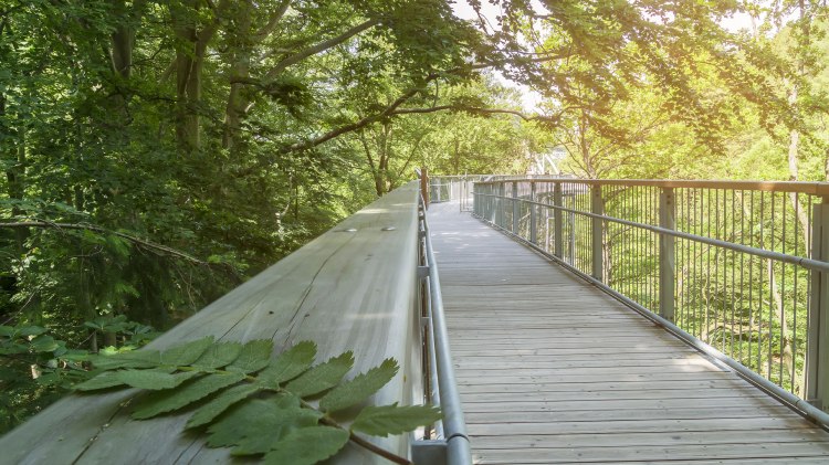 Harz treetop path, © Baumwipfelpfad Harz/ Franziska Pönisch