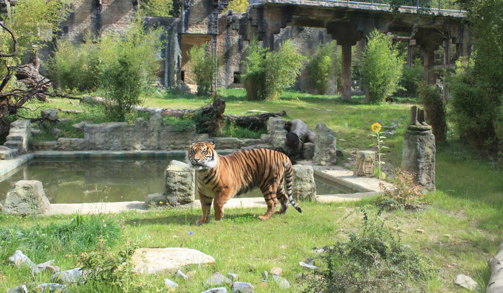 Tiger temple at the Osnabrück Zoo, © Zoo Osnabrück