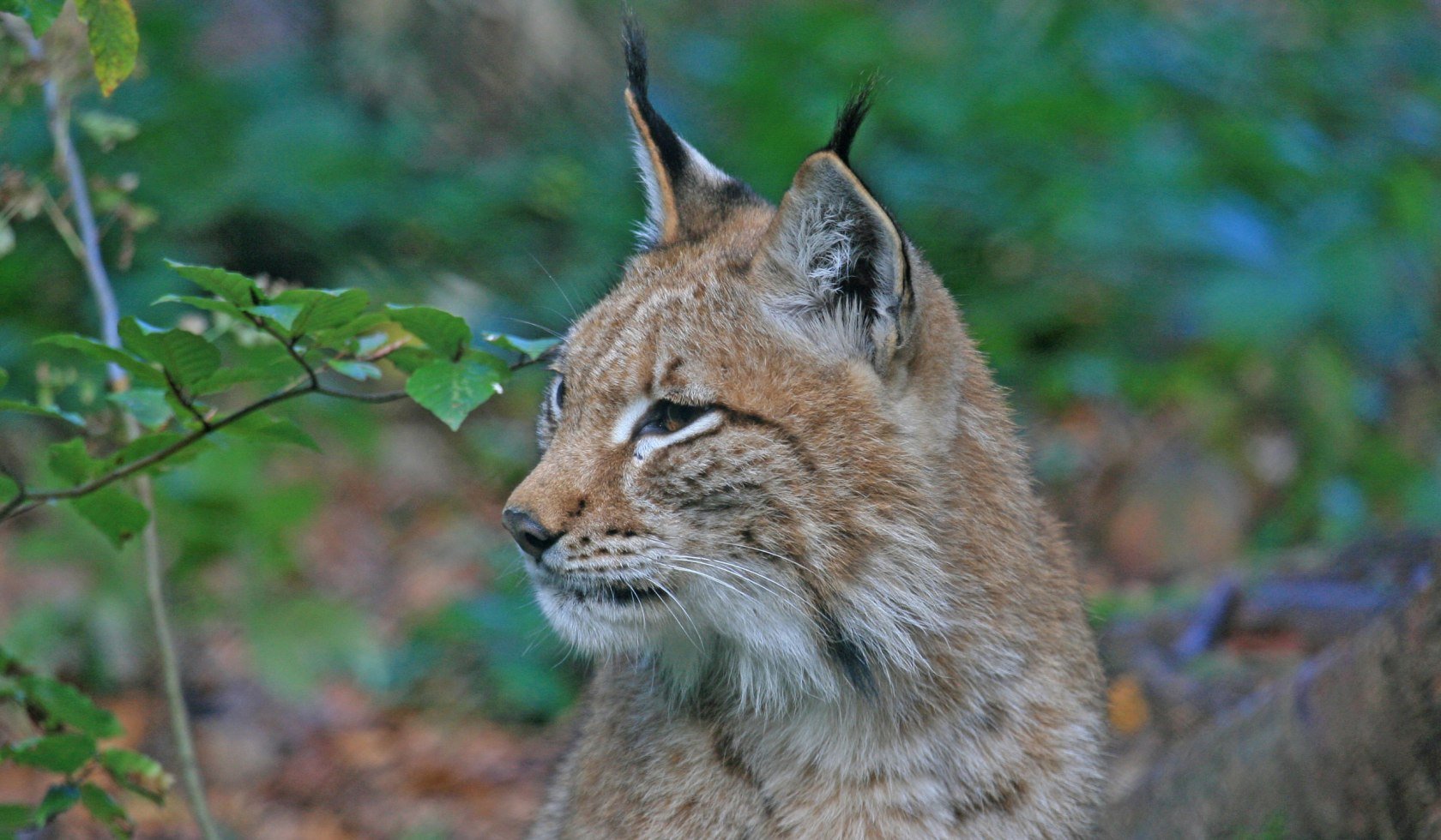 The lux is back in the Harz mountain, © Nationalpark Harz / Siegfried Richter