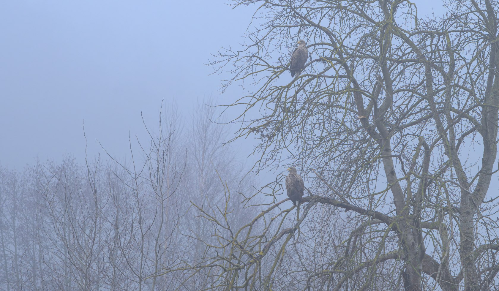 Winsen_Meißendorfer_Teiche_Seeadler_Nebel_cc0_Karjetta_20250117_30, © Lüneburger Heide GmbH/Dennis Karjetta