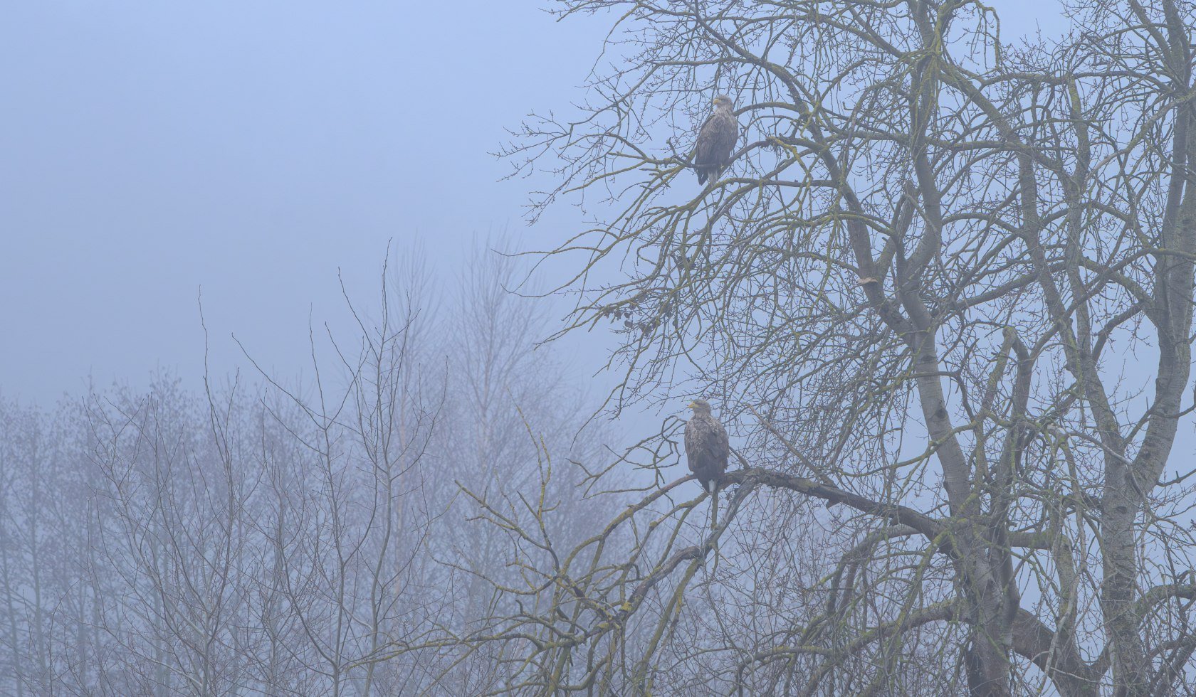 Winsen_Meißendorfer_Teiche_Seeadler_Nebel_cc0_Karjetta_20250117_30, © Lüneburger Heide GmbH/Dennis Karjetta