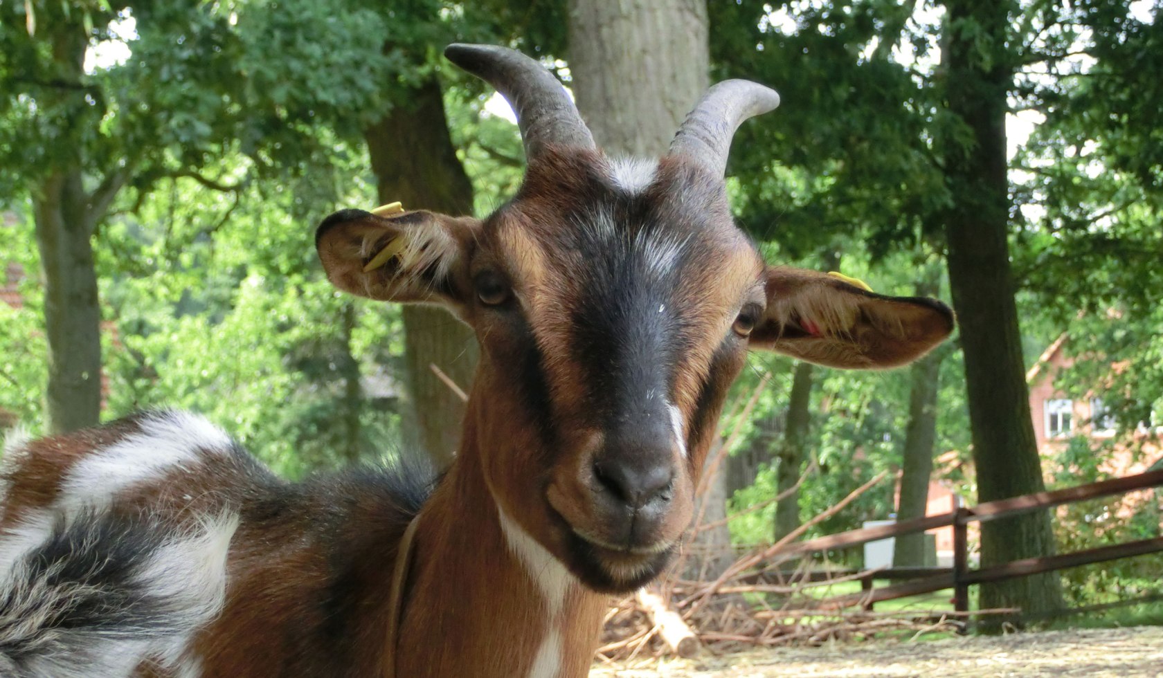 goat, © TouROW / Petra Welz