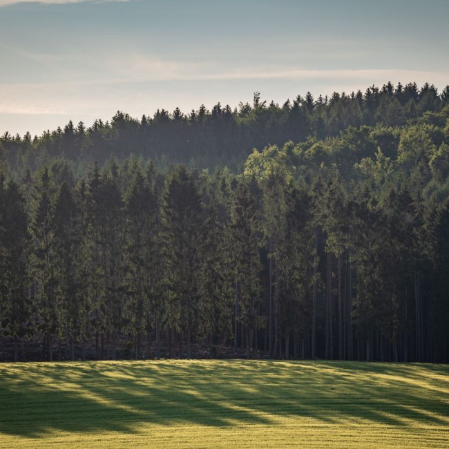 View of a forest at the deer springs Dissen