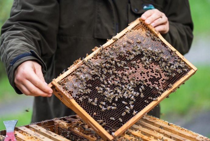 Drawer with bees and honey, © TourismusMarketing Niedersachsen GmbH 