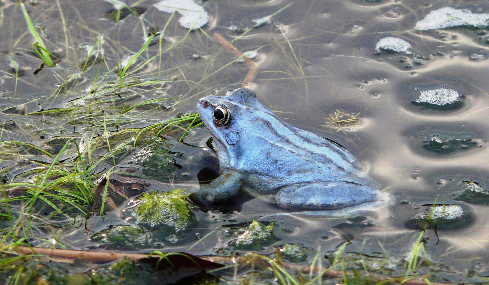 Frog in the Pietzmoor, © Schneverdingen Touristik / Gertrud Böttcher