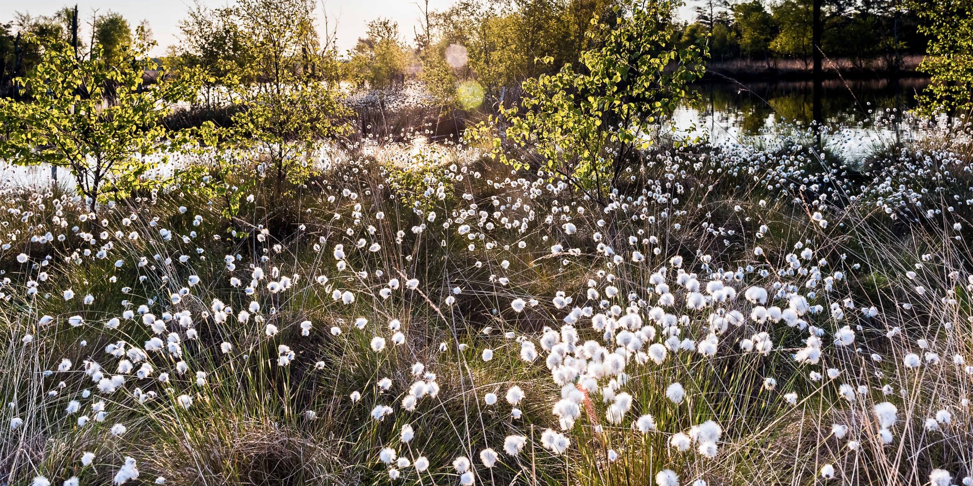 Wollgras Blossom in the Pietzmoor, © Lüneburger Heide GmbH / Markus Tiemann