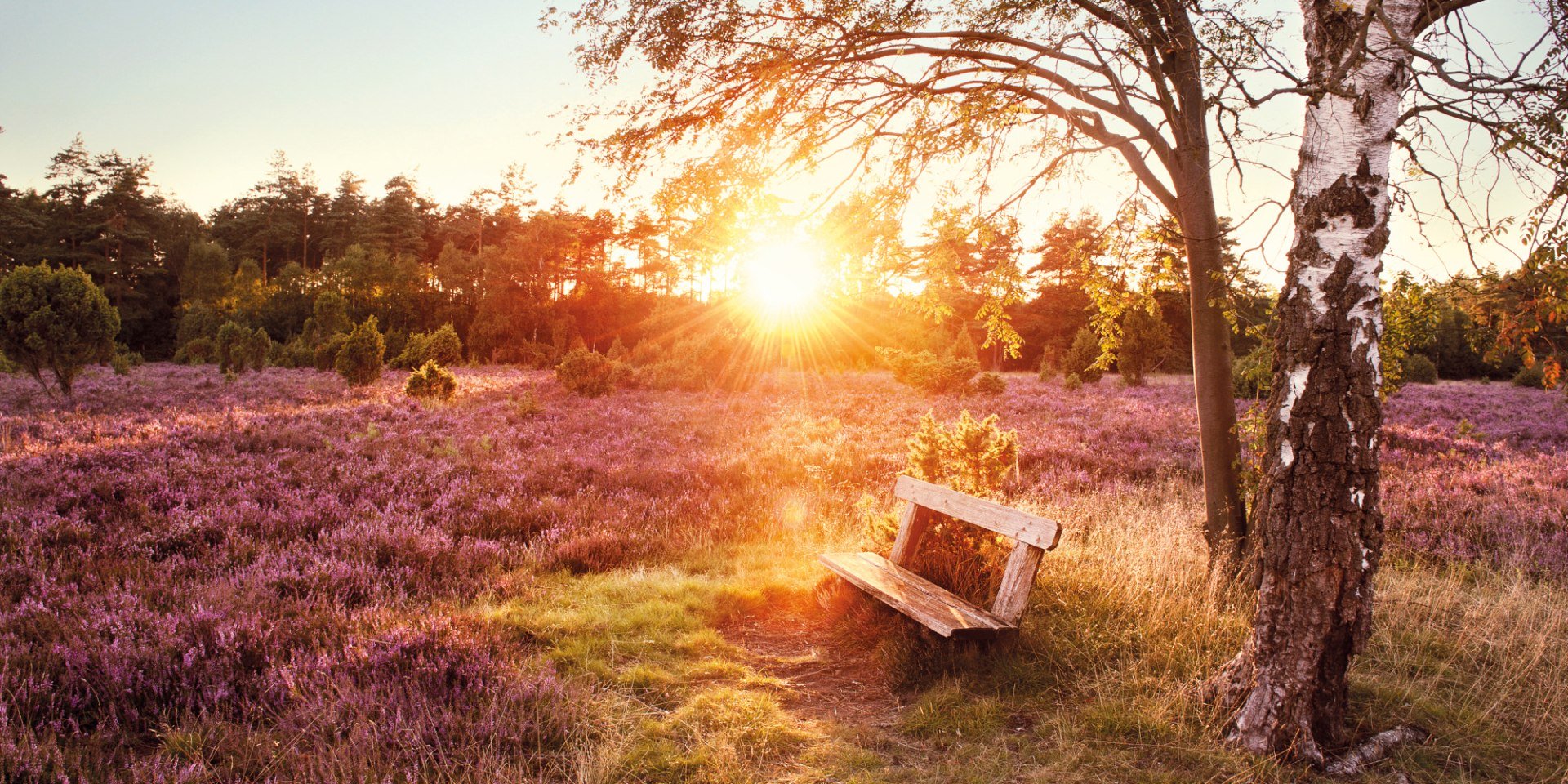 a bank in the Lüneburg Heath , © Lüneburger Heide GmbH