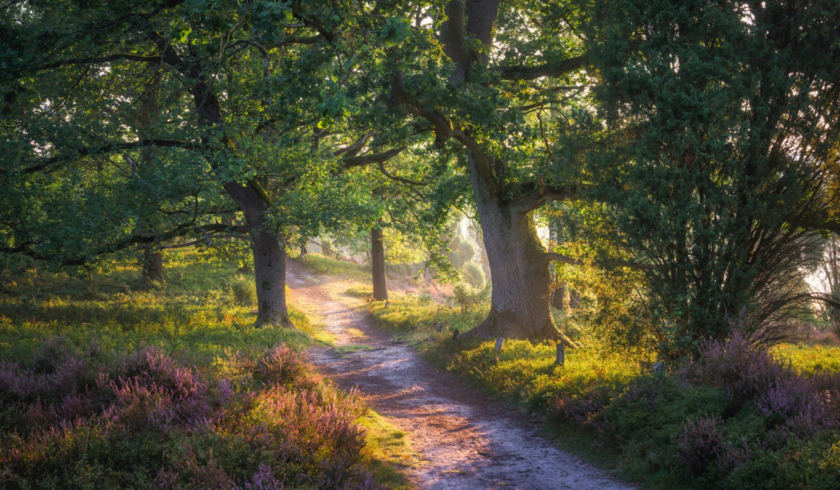 Landscape Totengrund in the Lüneburg Heath , © TMN/Alexander Kaßner