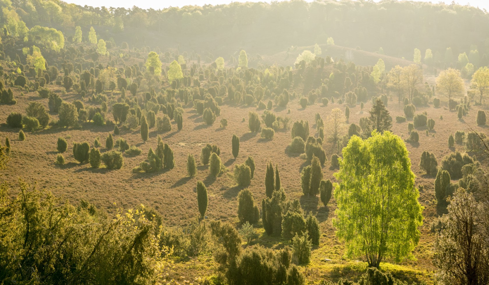 Panoramic view of the Totengrund in the Lüneburg Heath, © Lüneburger Heide GmbH