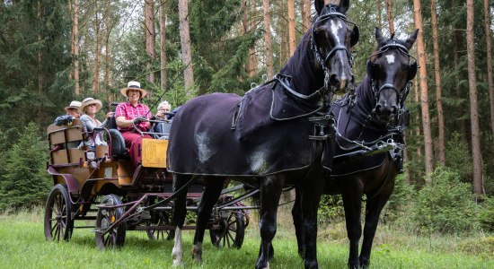 kutschfahrt_traumzeithof-wasserwelten_ccbysa_tl_20190808_25, © Lüneburger Heide GmbH