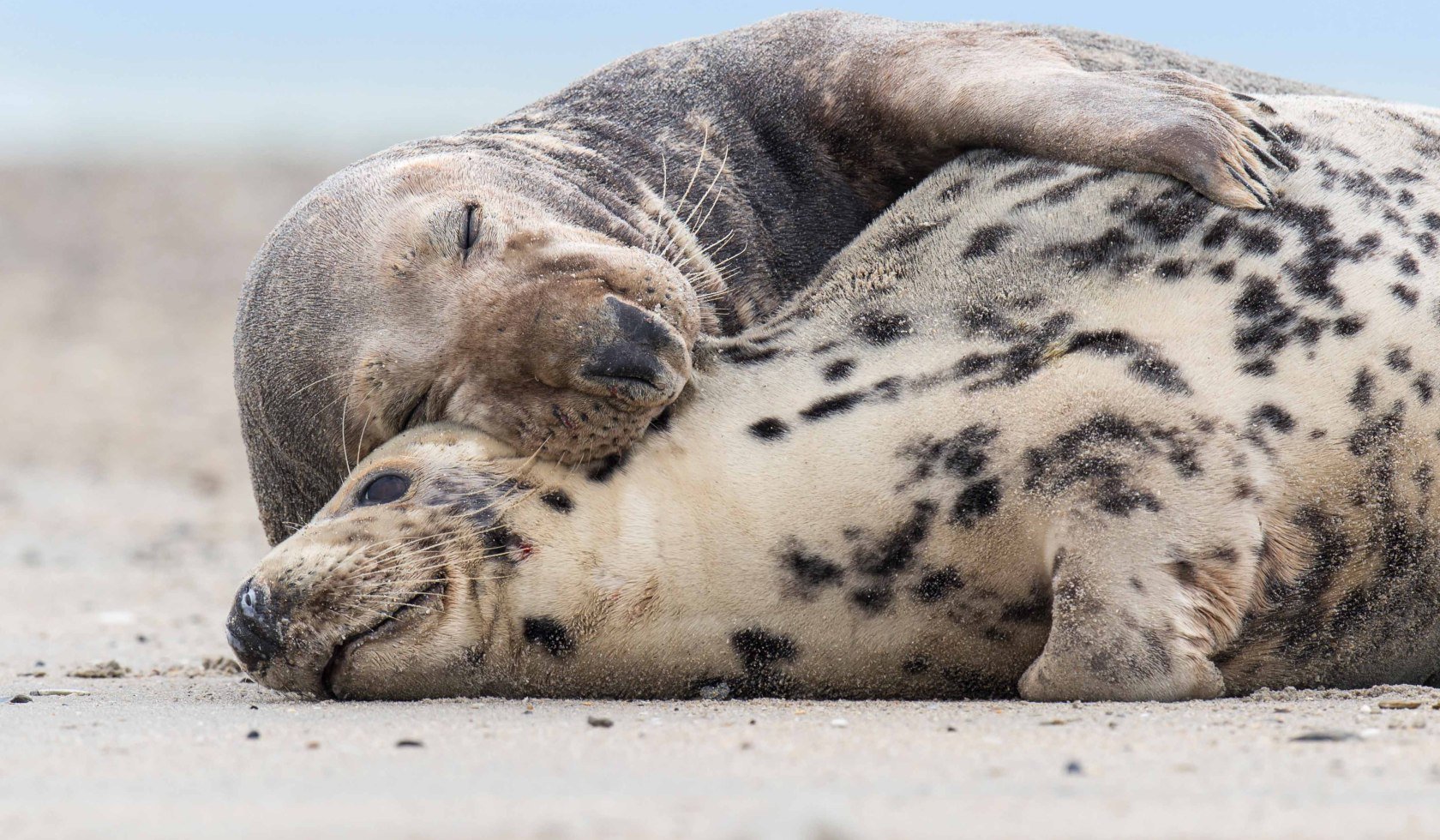 Two cuddling grey seals, © Willi Rolfes