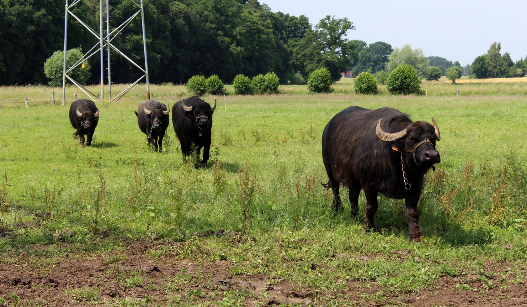 Water buffalos Warpe, © Mittelweser Touristik GmbH