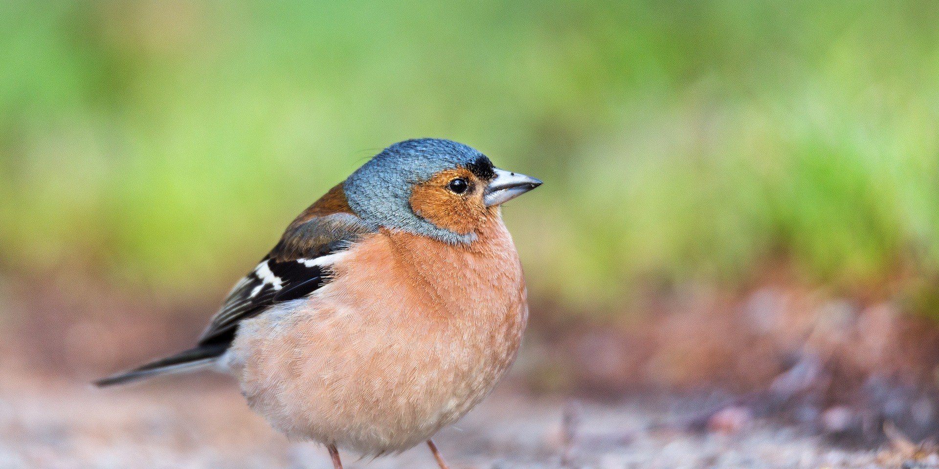 chaffinch, © Pixabay