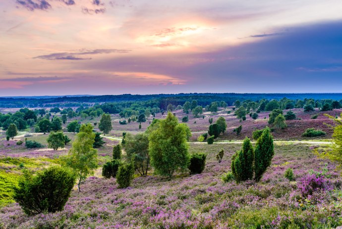 Lüneburger Heide, © Martiem Fotografie Lüneburg, Heidekreis Lüneburger Heide/ Markus Tiemann