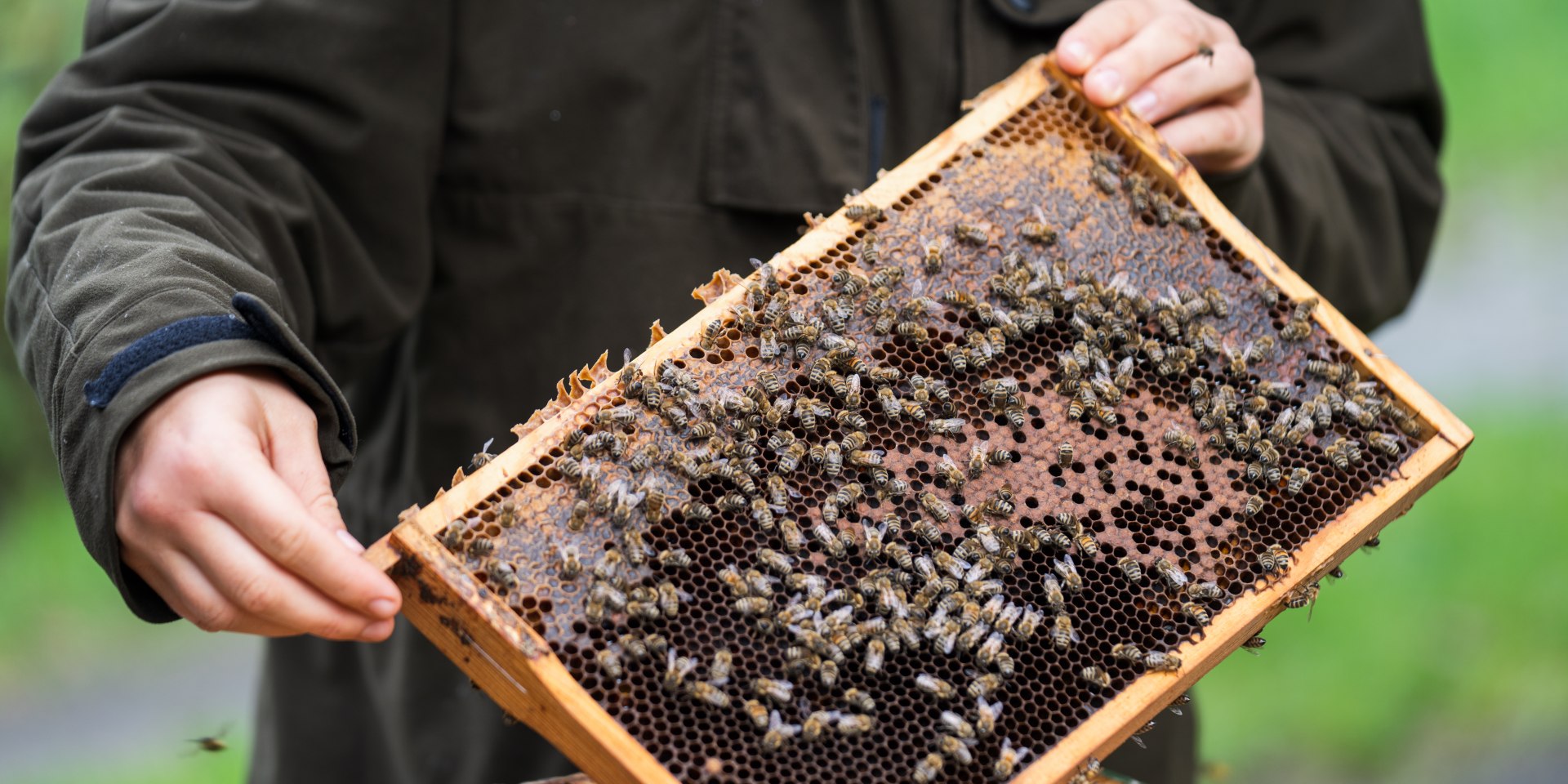 Drawer with bees and honey, © TourismusMarketing Niedersachsen GmbH 