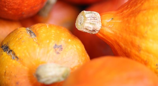 Pop orange Hokkaido pumpkins, © TourismusMarketing Niedersachsen GmbH / Peter Hamel