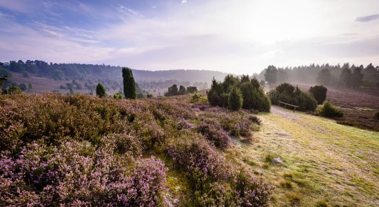 Totengrund in the morning, © Lüneburger Heide GmbH/ Markus Tiemann