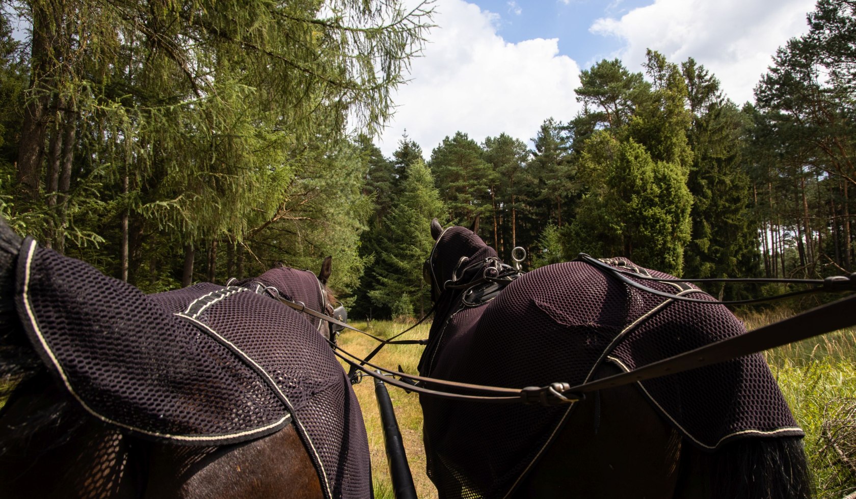 kutschfahrt_traumzeithof-wasserwelten_ccbysa_tl_20190808_28, © Lüneburger Heide GmbH