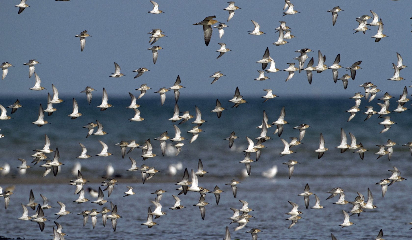 Birds, © Nationalparkverwaltung Niedersächsisches Wattenmeer/ S.Pfützke (green-lens.de)