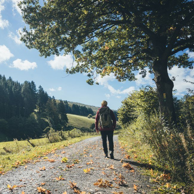 Hiking in Hellental in the Nature Park Solling-Vogler, © TourismusMarketing Niedersachsen GmbH/ Hannes Becker