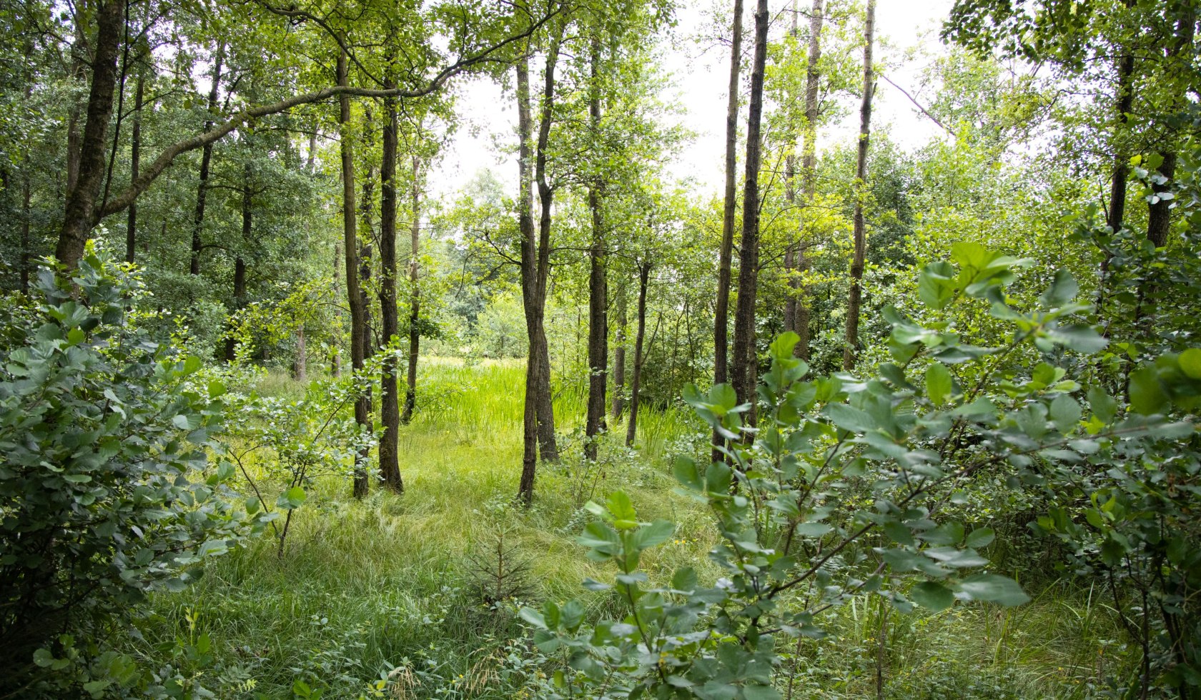 kutschfahrt_traumzeithof-wasserwelten_ccbysa_tl_20190808_46_1, © Lüneburger Heide GmbH