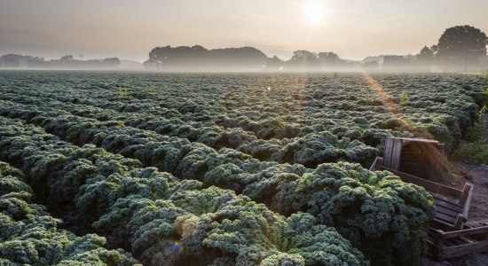 Kale field Oldenburg, © Oldenburg Tourismus und Marketing GmbH / Verena Brandt 