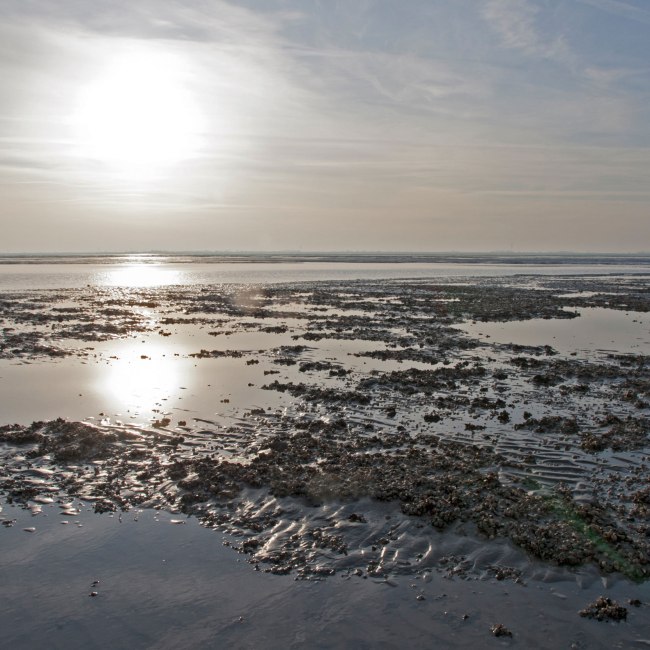 Niedersachsen Wadden Sea Germany, © Nationalparkverwaltung Niedersächsisches Wattenmeer / Norbert Hecker