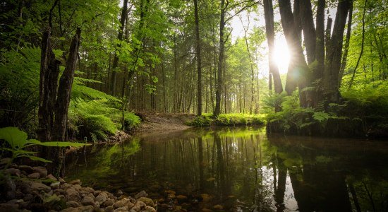 River Este in the forest close to Bötersheim/Drestedt, © TourismusMarketing Niedersachsen GmbH / Alexander Kaßner