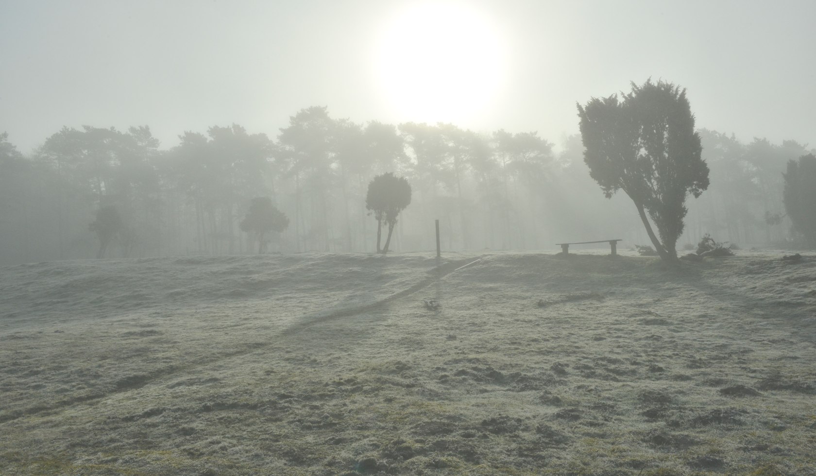 Foggy atmosphere in the nature reserve Haselünner Wacholderhain, Hasetal, Emsland, © Dieter Schinner 