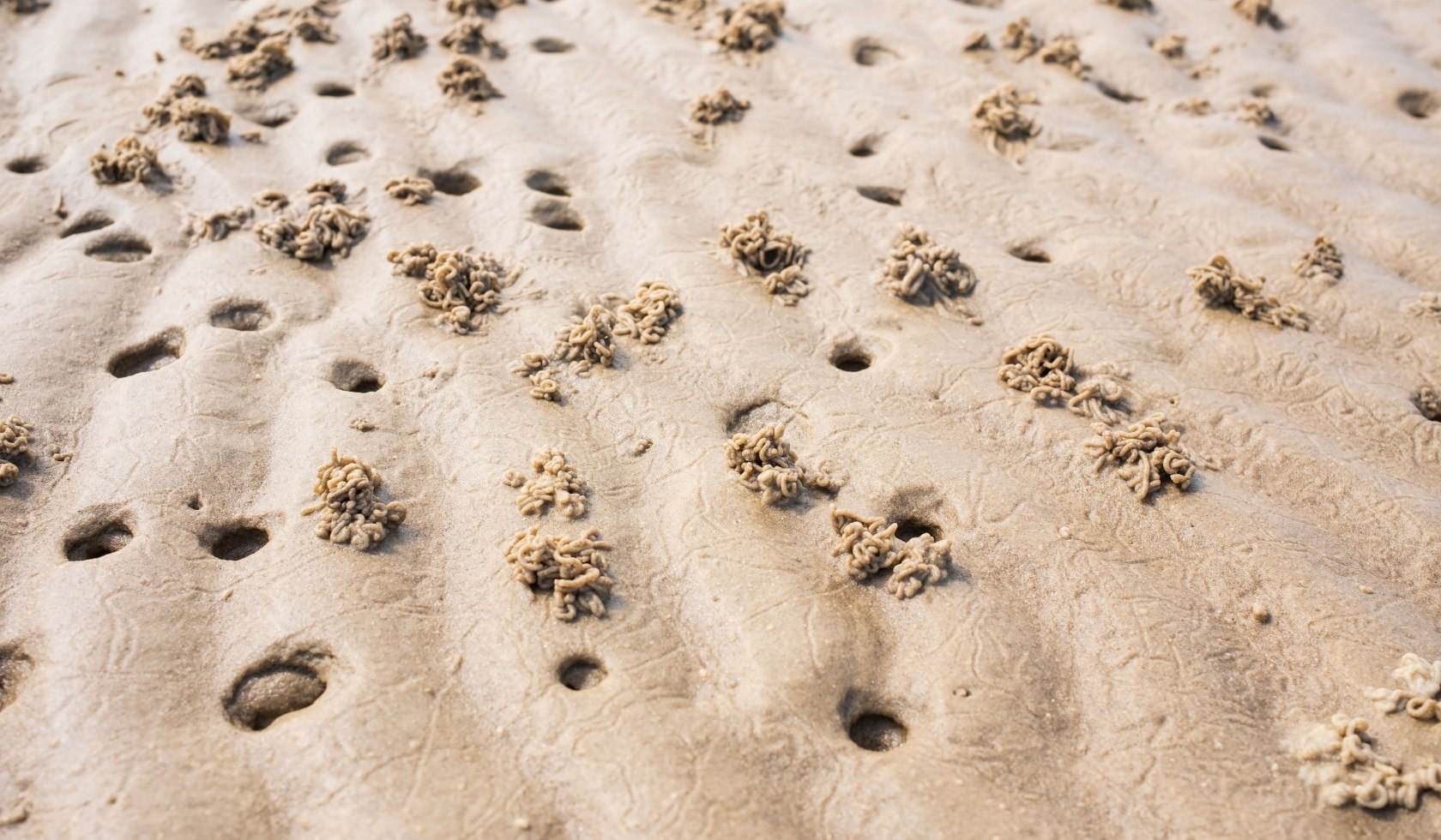 Lugworms sand pile, © AdobeStock_505433130