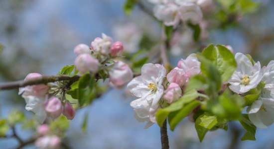 Blüte