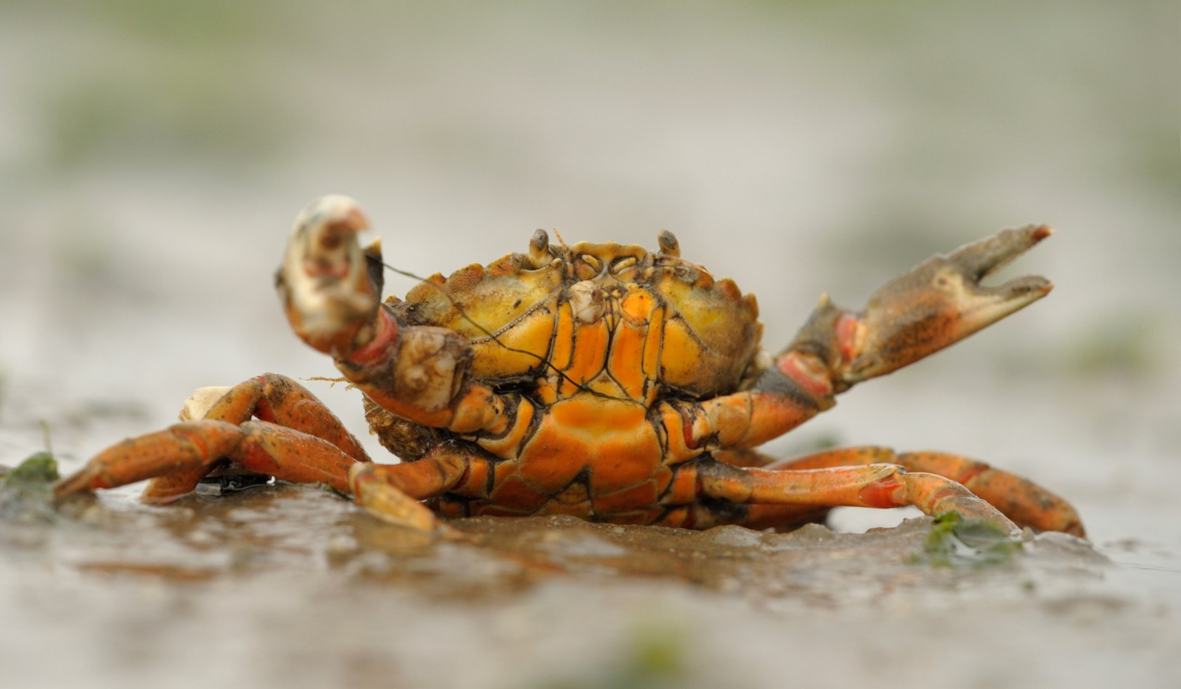 shore crab, © AdobeStock_316990996