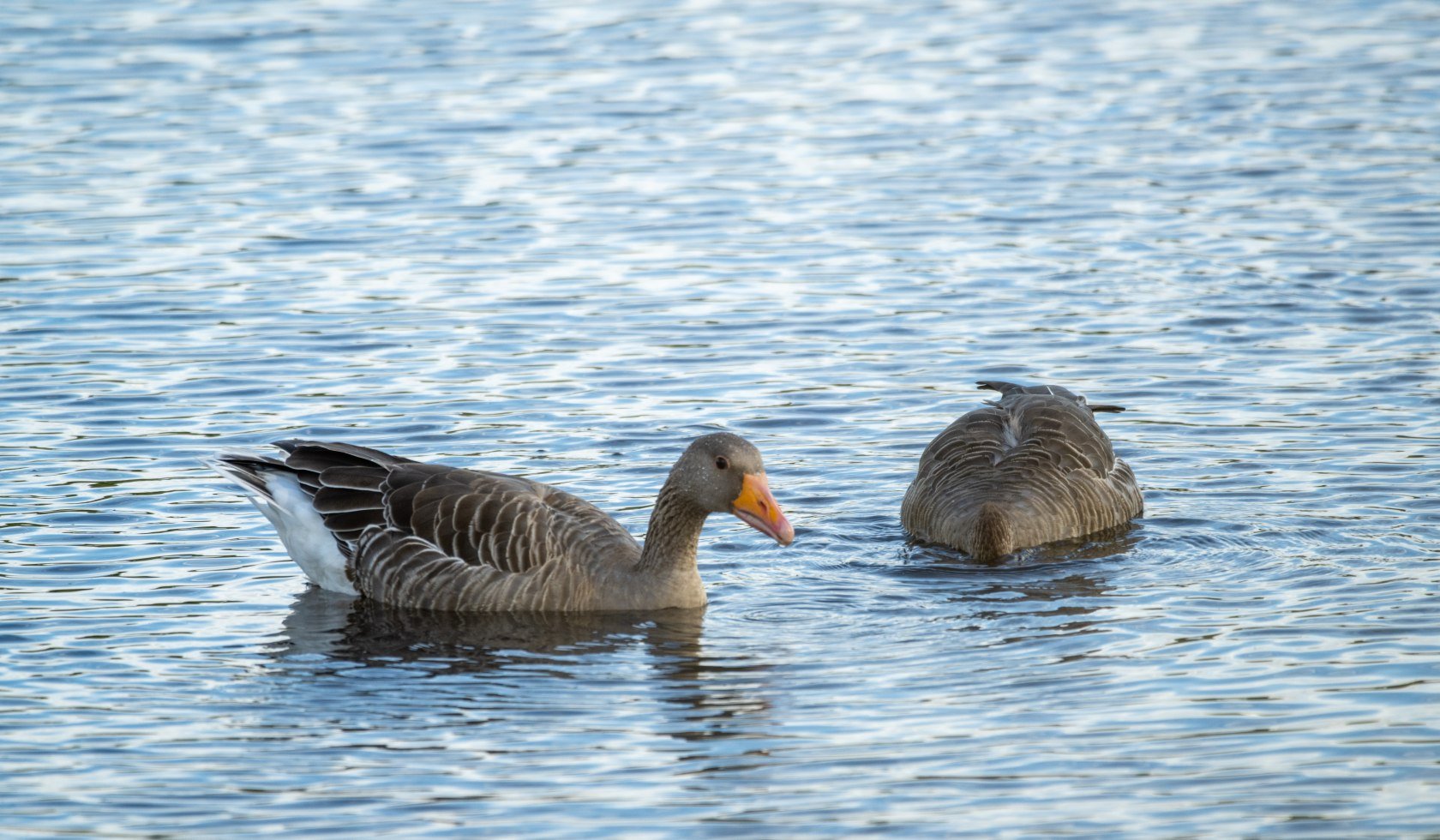 Meissendorf_Meissendorfer_Teiche_Enten_Nahaufnahme_ccbysa_Dominik_Ketz_20220822_10, © Lüneburger Heide GmbH/Dominik Ketz
