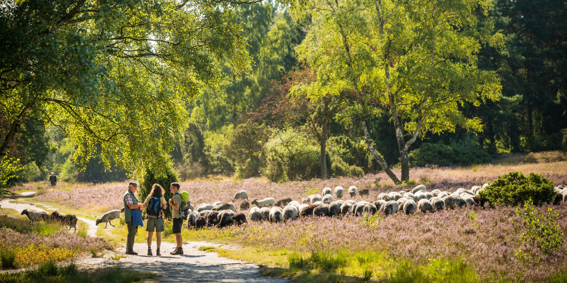 Hikers meet a shepherd in the Lüneburger Heide, © Lüneburger Heide GmbH / Dominik Ketz