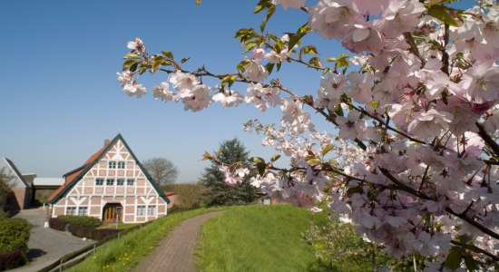 Cherry blossom with half-timbered, © Tourismusverein Altes Land e.V.