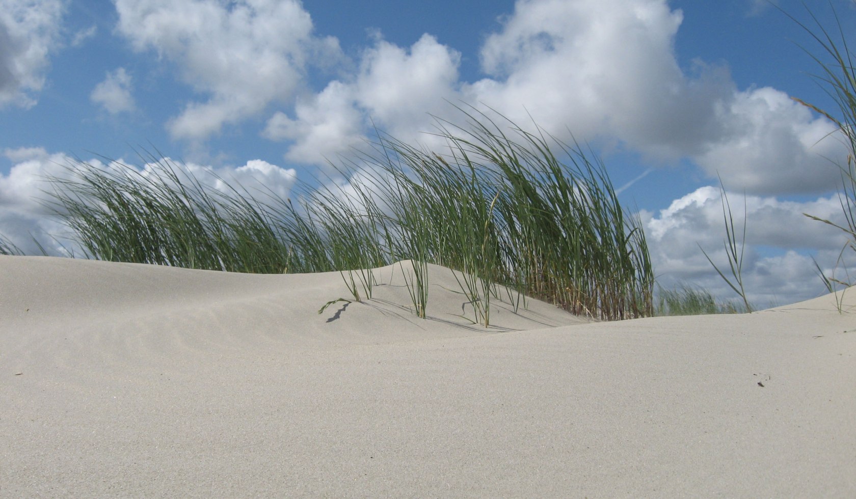 Dune, © Nationalparkverwaltung Niedersächsisches Wattenmeer / Jürn Bunje
