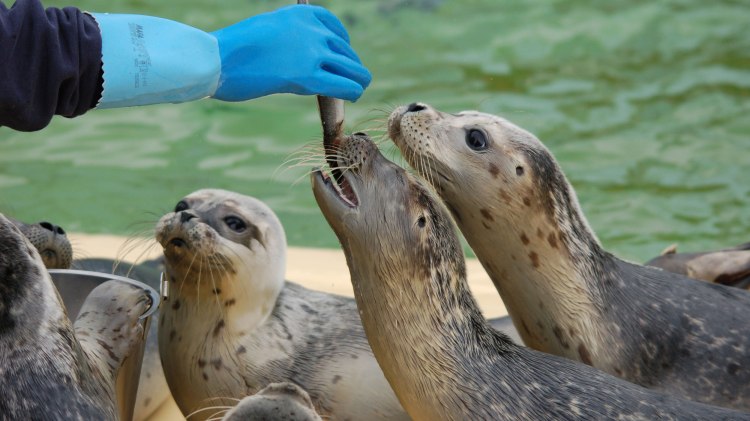Feeding the seals, © Seehundstation Norddeich Feeding the seals, © Seehundstation Norddeich