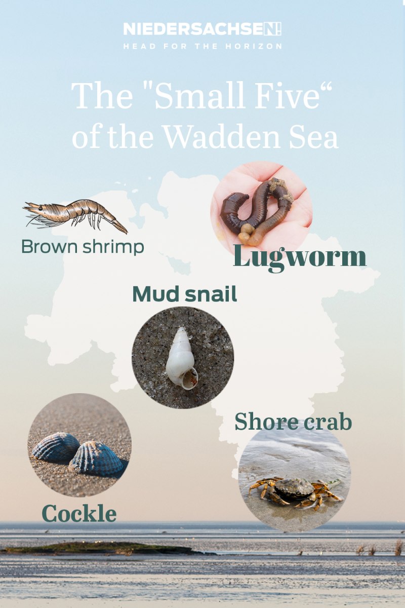 Small five of the Wadden Sea Small five of the Wadden Sea