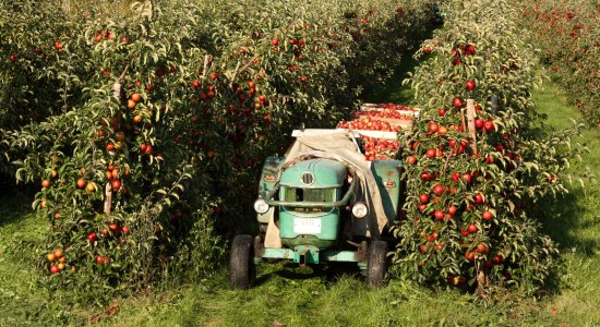 Apple harvest in &quot;Altes Land&quot;, © Fotolia / Thorsten Schier