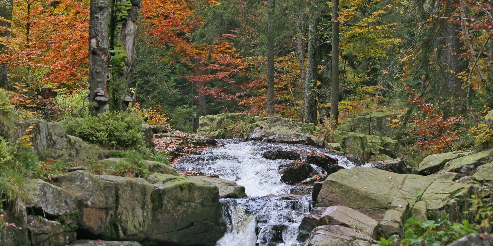 The Bode river near Braunlage, © Nationalpark Harz / Siegfried Richter