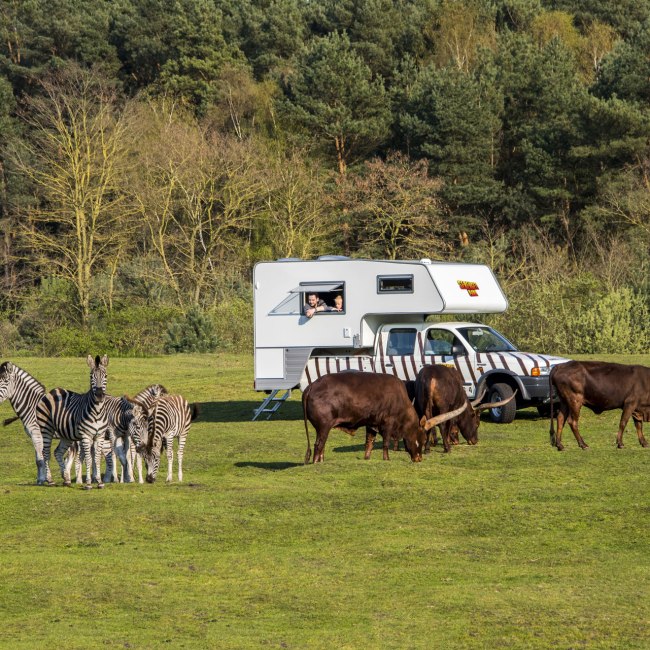 Stay in the middle of wild animals in a ranger lodge in Serengeti Park, © Serengeti-Park Hodenhagen GmbH