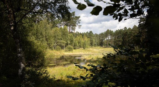 kutschfahrt_traumzeithof-wasserwelten_ccbysa_tl_20190808_42, © Lüneburger Heide GmbH