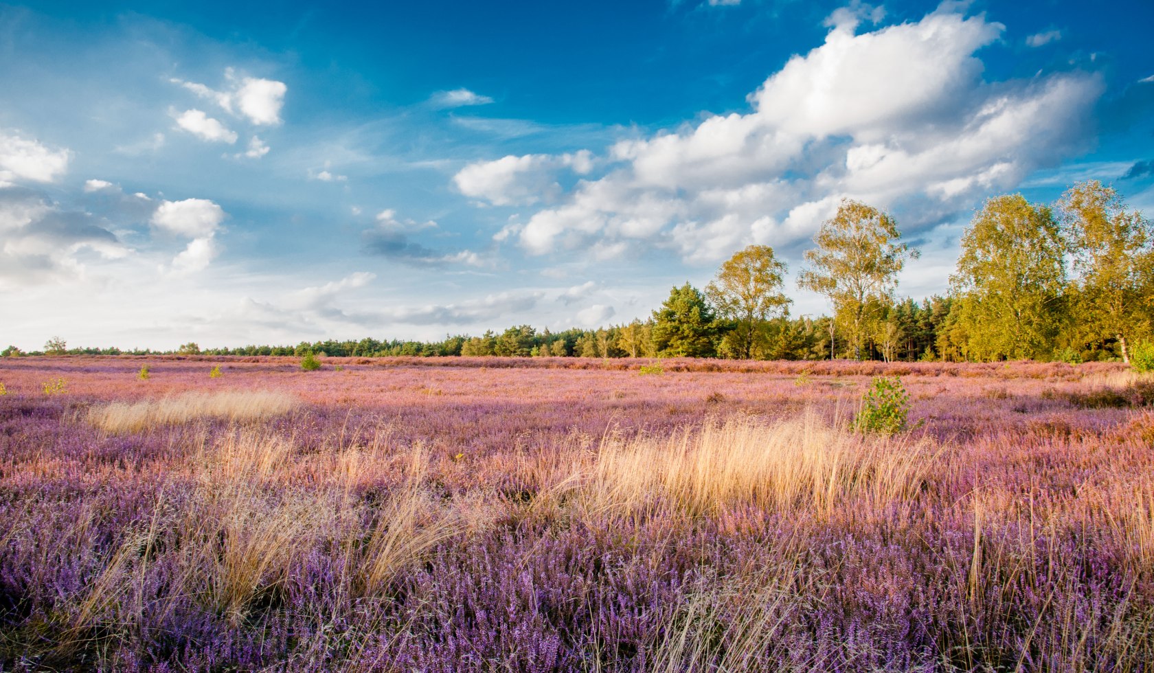 Heidschnuckenweg hiking trail, © sabinebraun.de